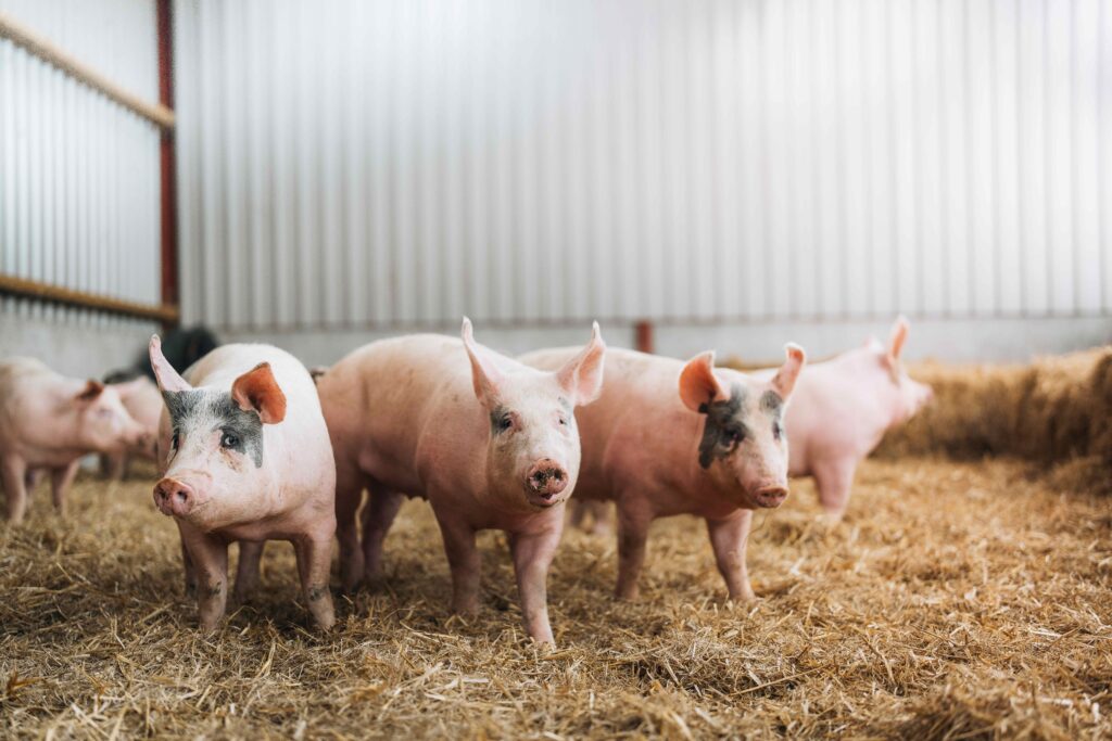 National PRRS control and biosecurity programme making strides in Scotland
