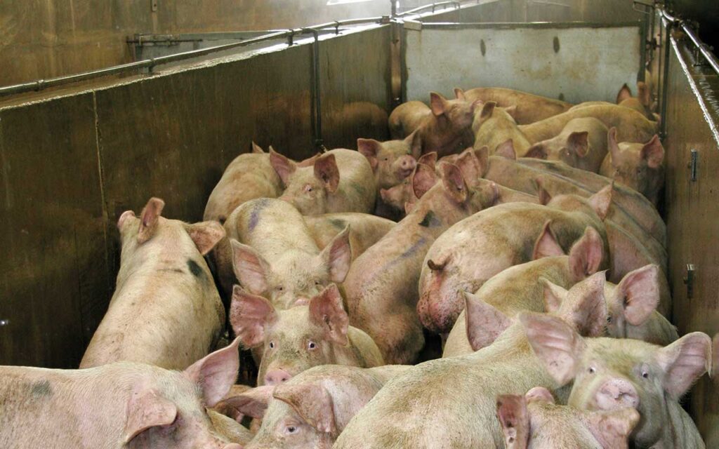 Proposed CO2 ban could undermine UK food security – BMPA Pigs in an abattoir
