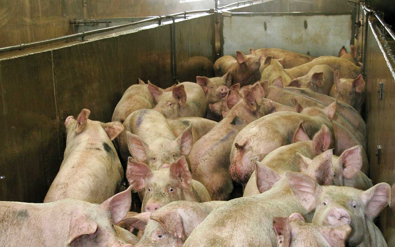 Pigs in an abattoir
