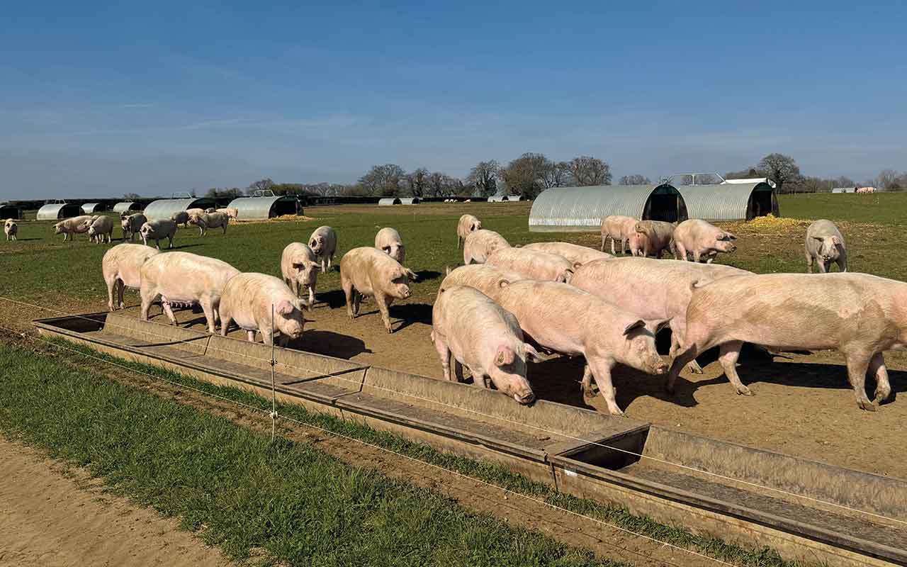 Long feed troughs