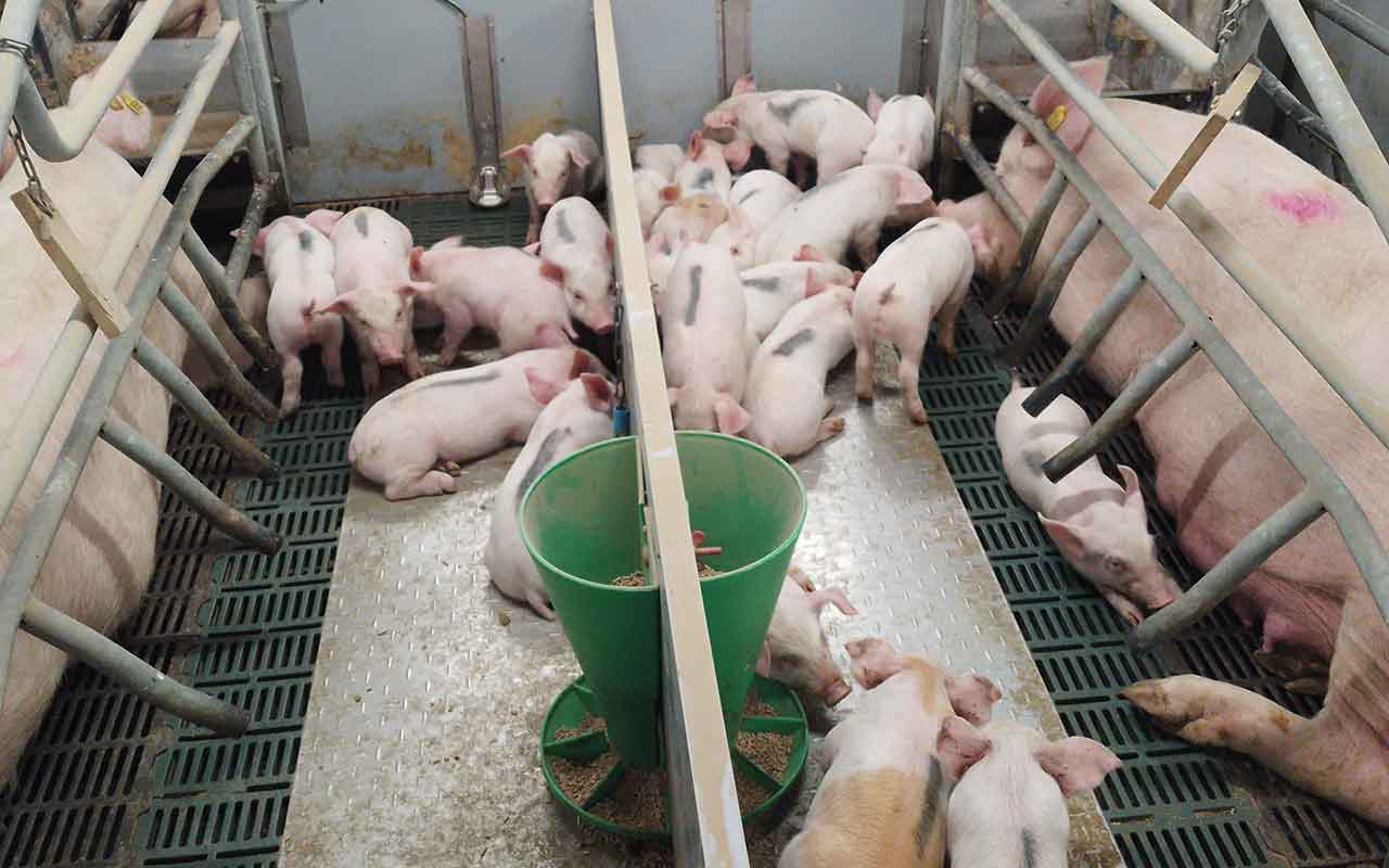 Sow and piglet in the farrowing department