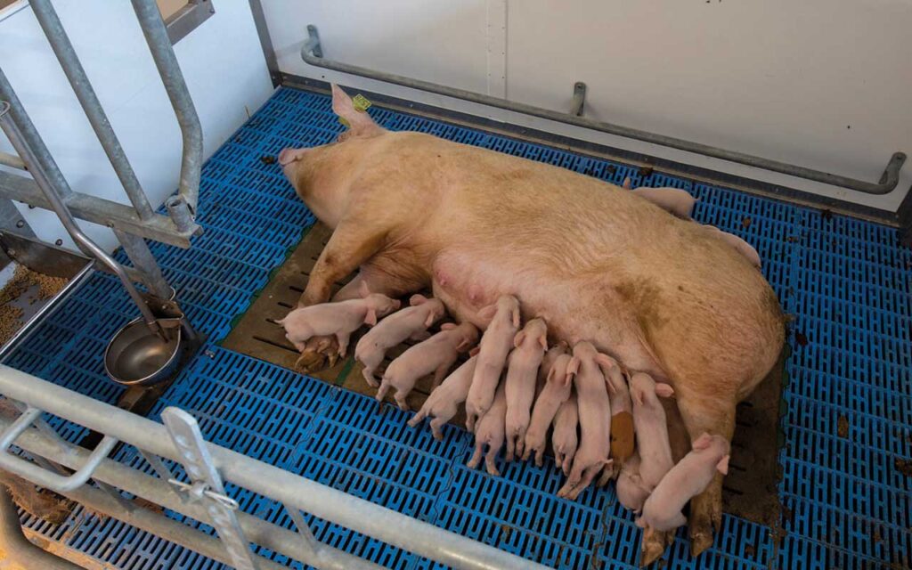 Reading University researchers create tool to put a value on welfare improvements flexible farrowing pen