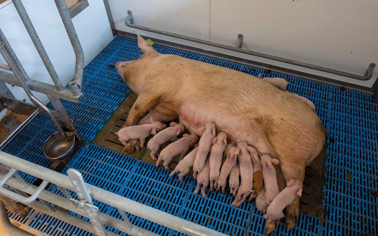 flexible farrowing pen