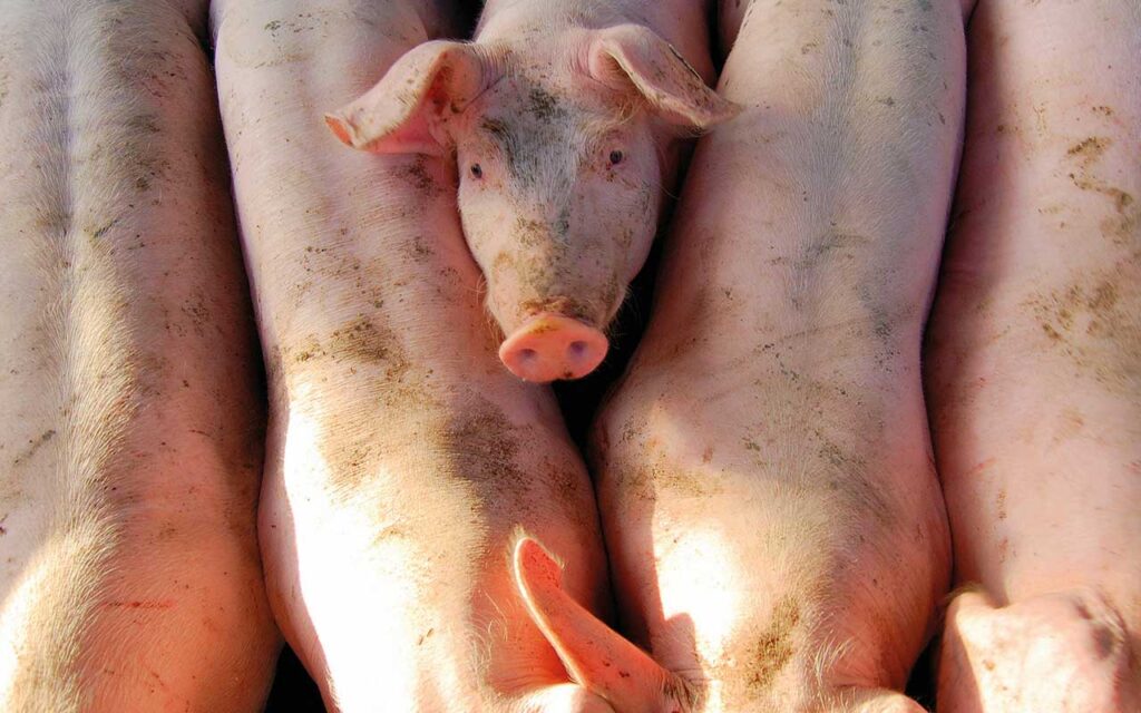 Pig stable - view from above - single pig looking up