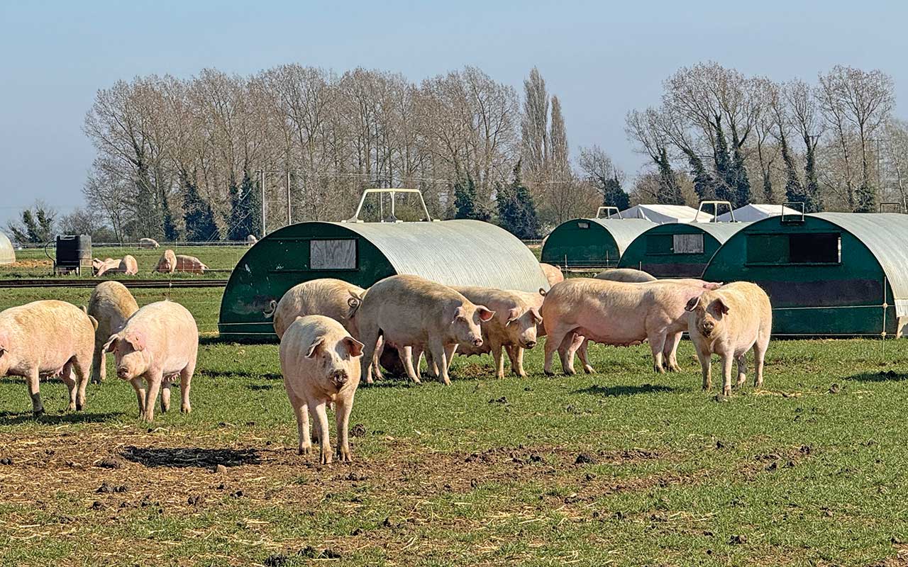 Grange Farm has 340 farrowing huts