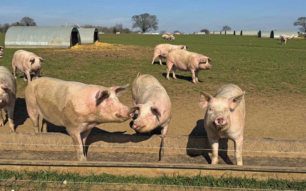 Pigs outdoors on farm