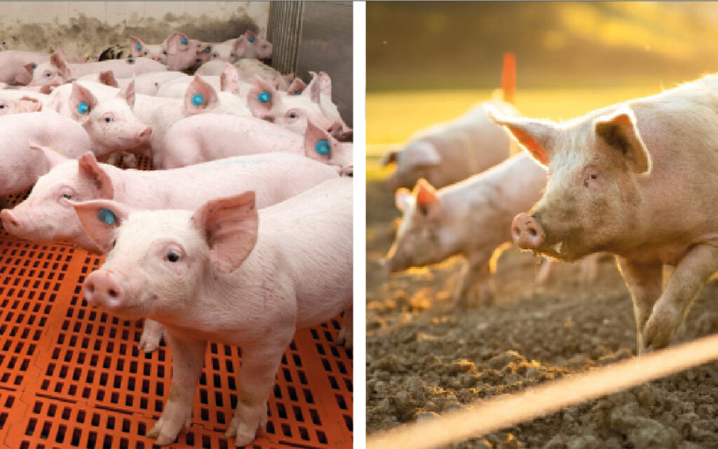 Indoor and outdoor pigs