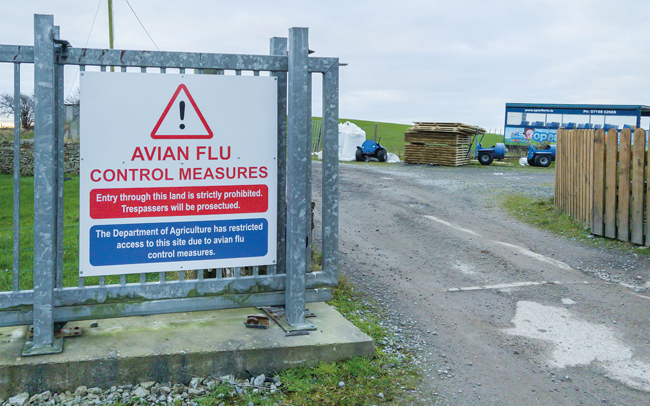 Avian flu warning sign