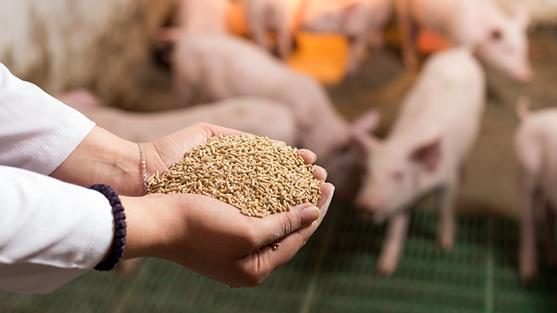 Man holding pig feed out to piglets
