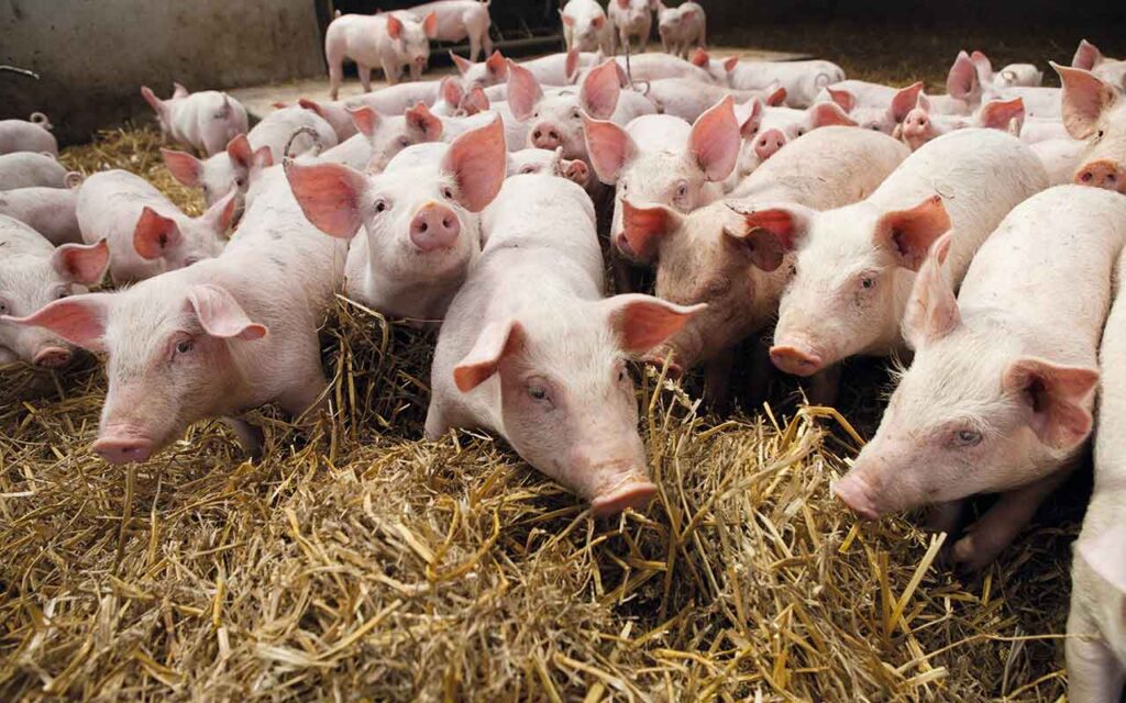 Piglets