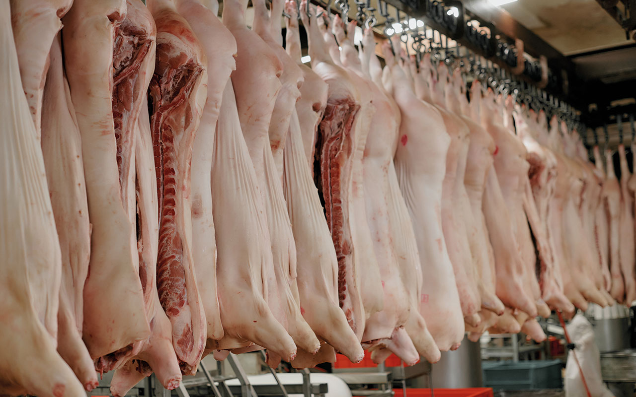 Pig carcasses