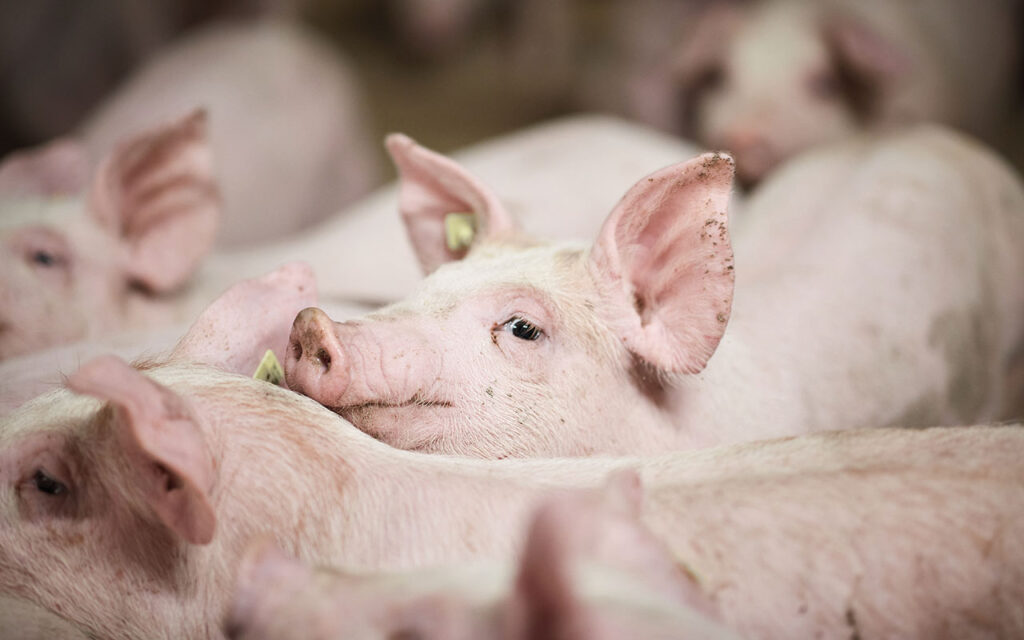 Pig on farm