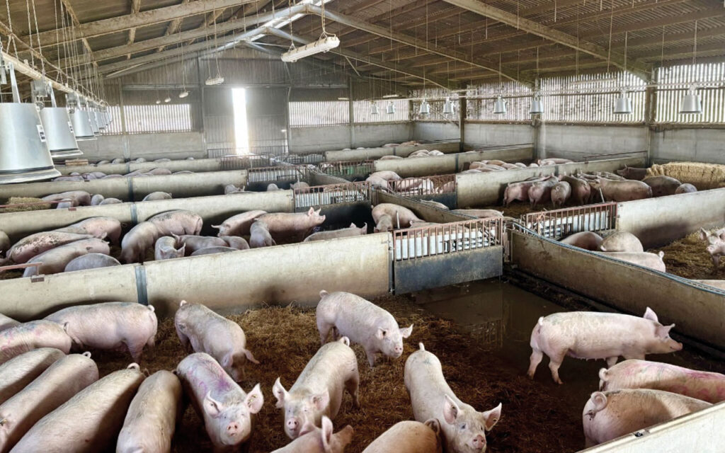 The new dry sow house