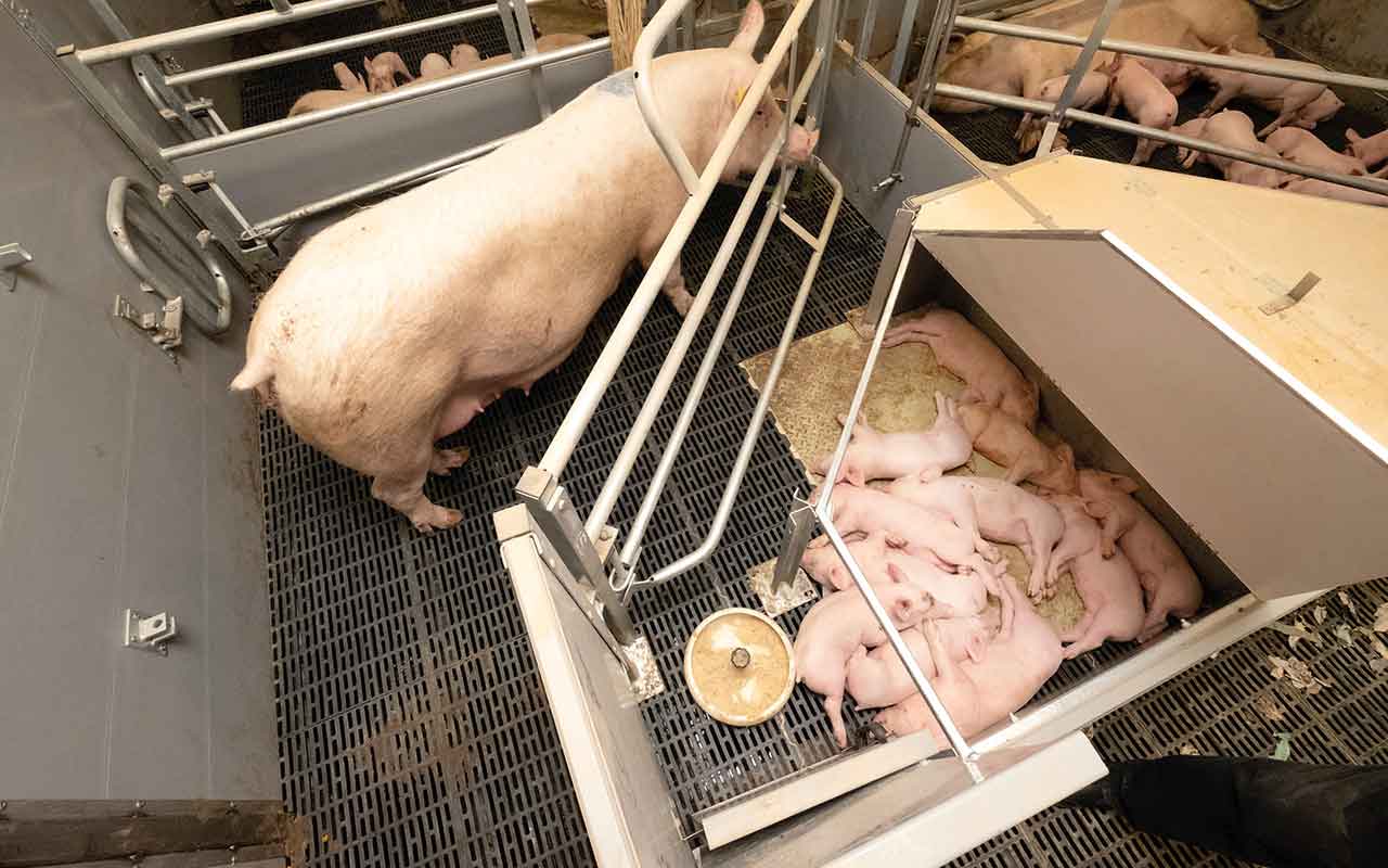 Indoor pigs