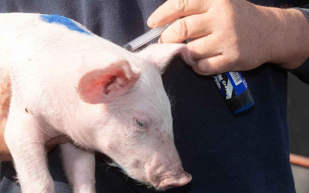 Injecting a piglet with antibiotics