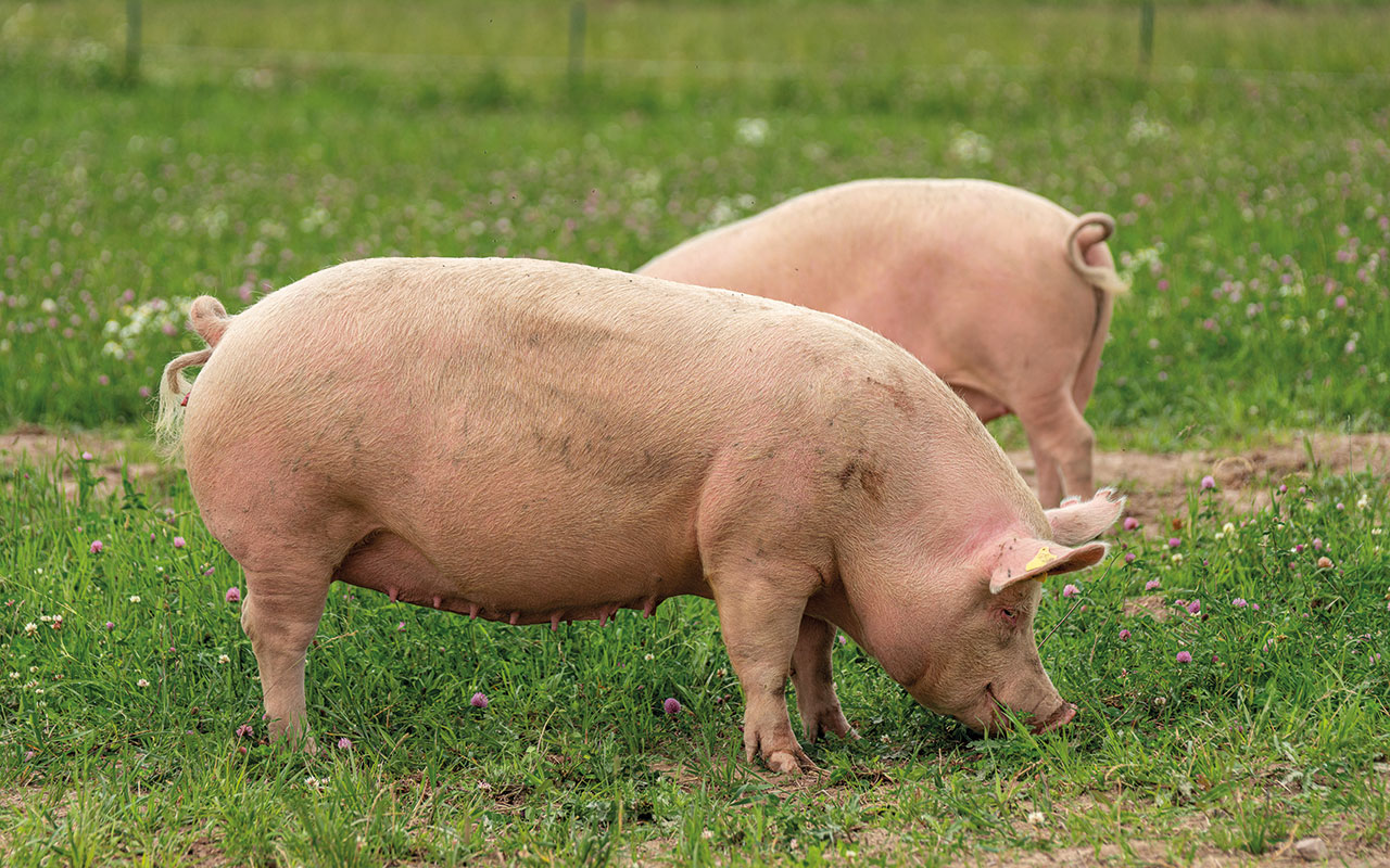 Large female pigs grazing outdoors in a green summer field at an ecological farm