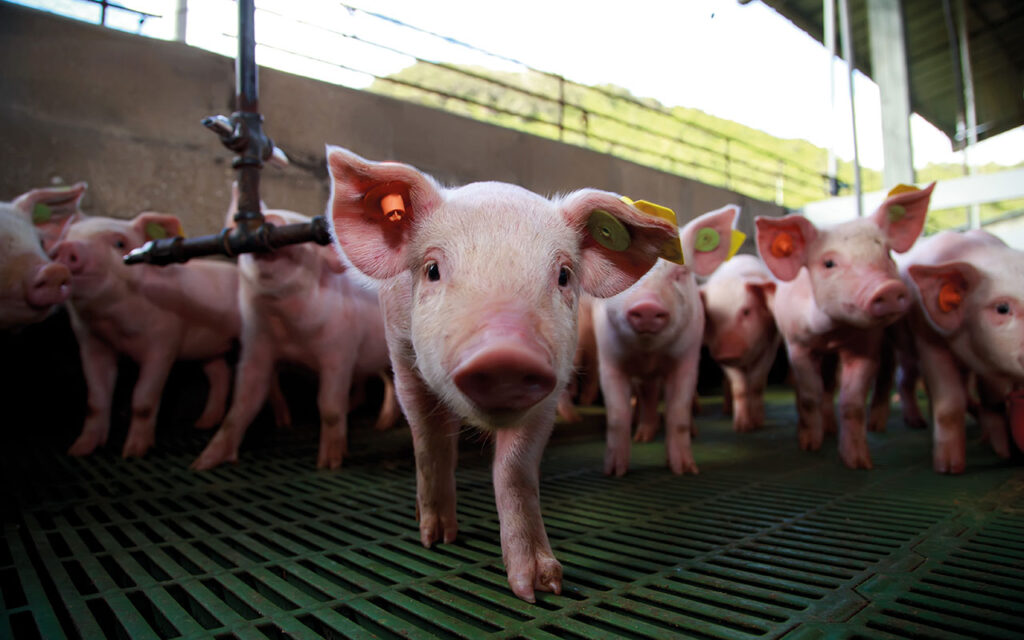 Piglet in controlled housing system