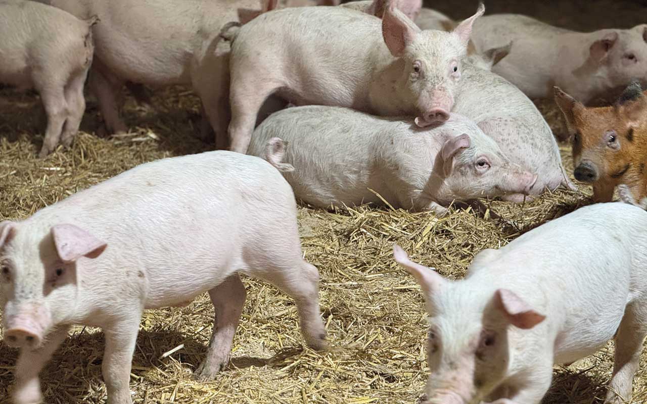 The piglets arrive at five weeks post wean, weighing about 10kg, and grow quickly