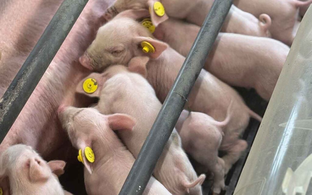 How to produce high-quality piglets from large litters Sow with litter