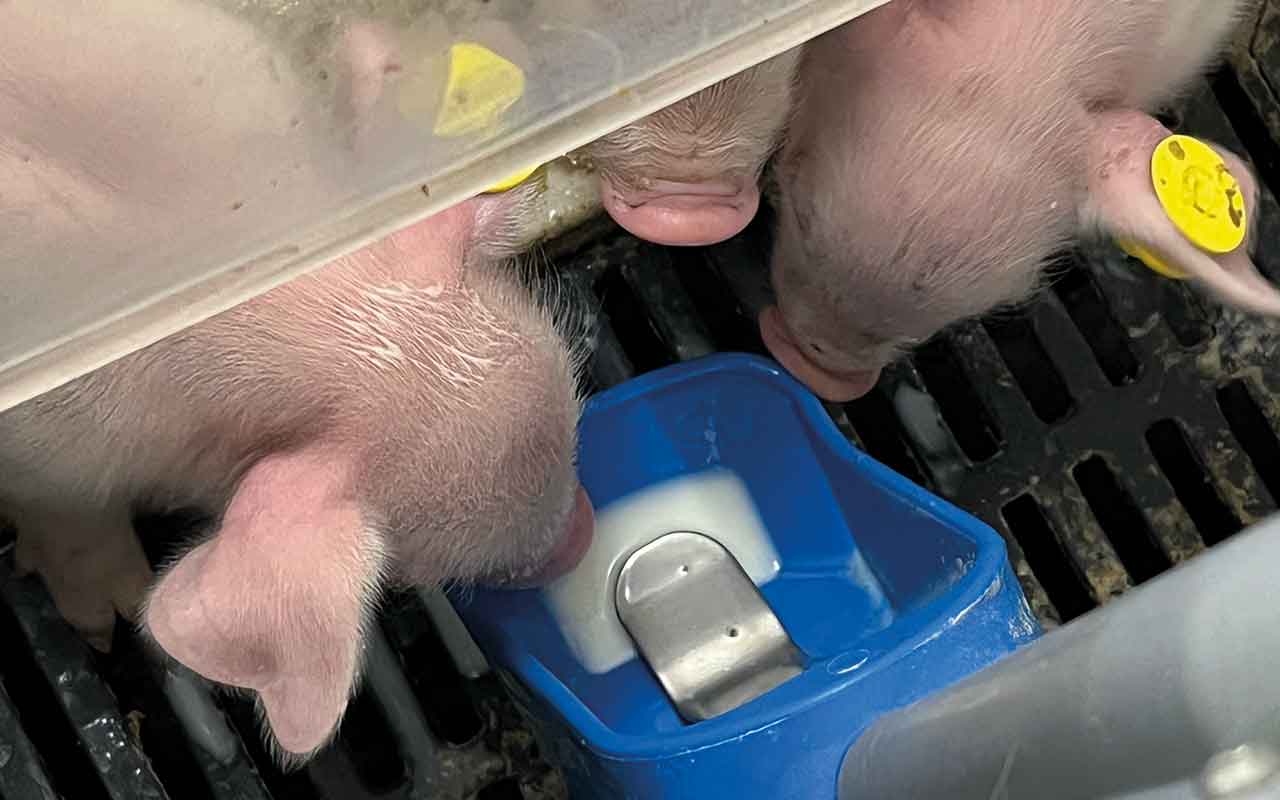 Piglets drinking from milk cup