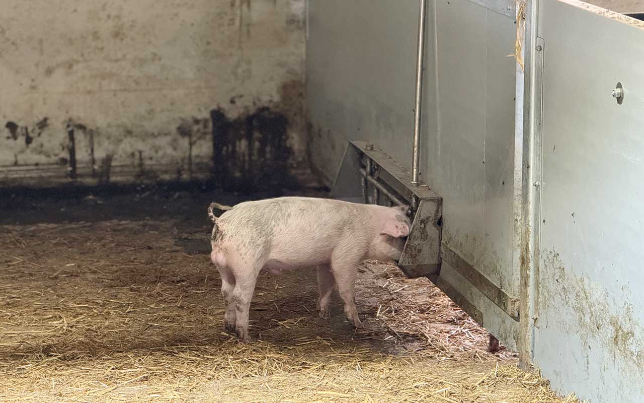 Pig drinking water