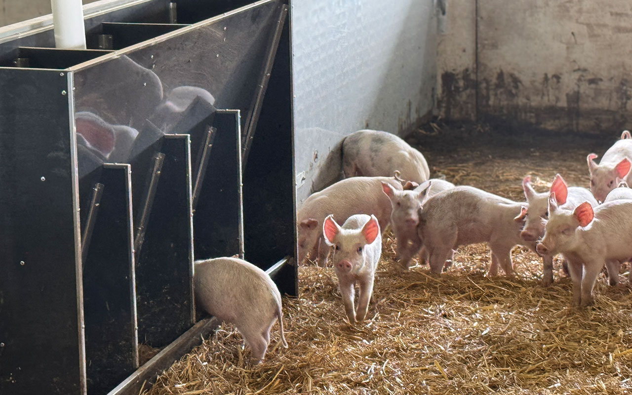 Smaller piglets in pen