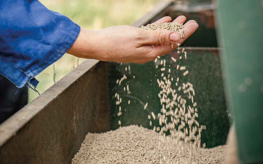 Precision feeding and adaptation at the heart of UK pig production progress Hand with grains