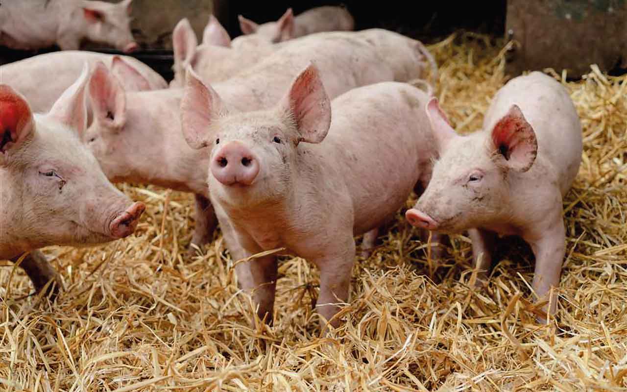 Piglets on straw