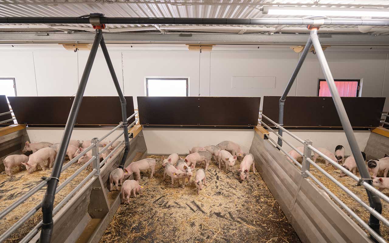 The pig pens are kept clean and dry, improving animal welfare and growth rates