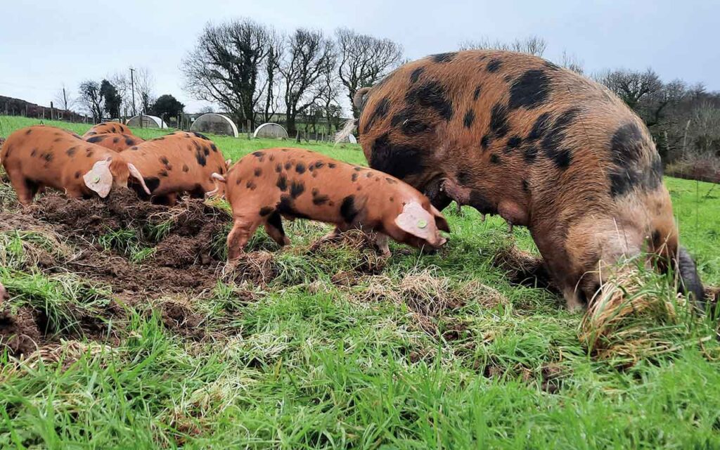 ASF in Focus: ASF contingency plan for traditional pig breeds Oxford Sandy and Black pigs