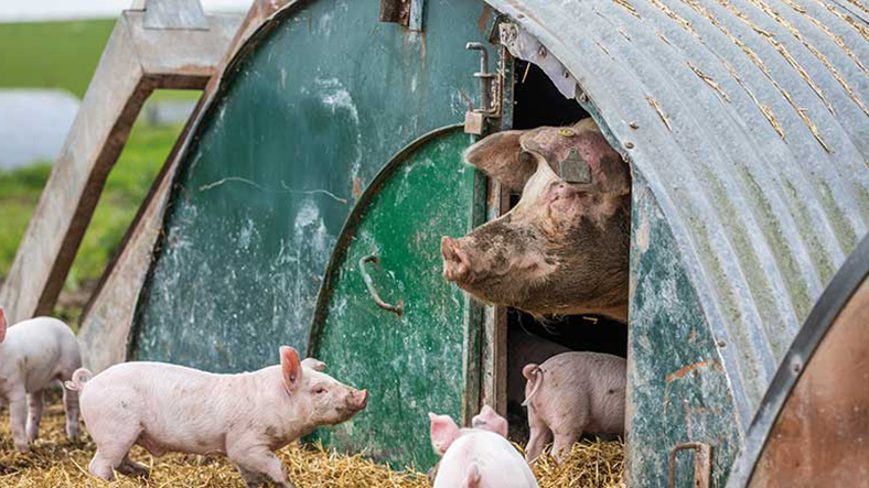 A large pig peeks out from a green, semi-cylindrical metal shelter while several piglets rest on straw outside.