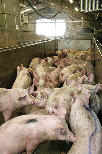 Pigs in an abattoir