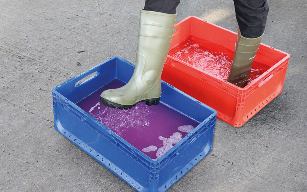 ASF in Focus: Biosecurity measures must travel with pigs Foot in footbath