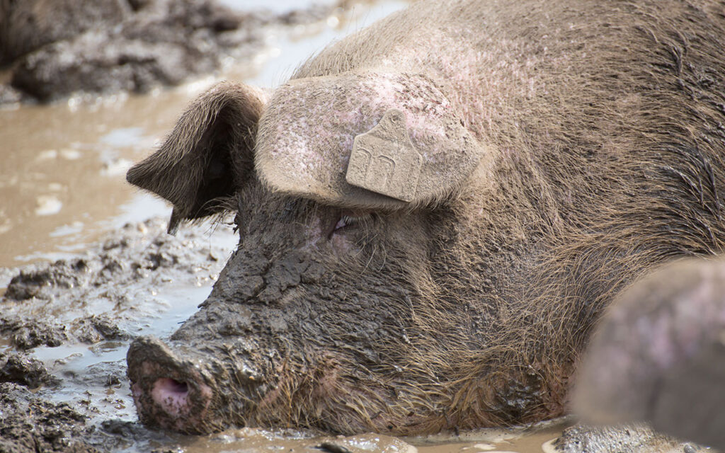 Free range pigs wallowing in mud holes to keep cool