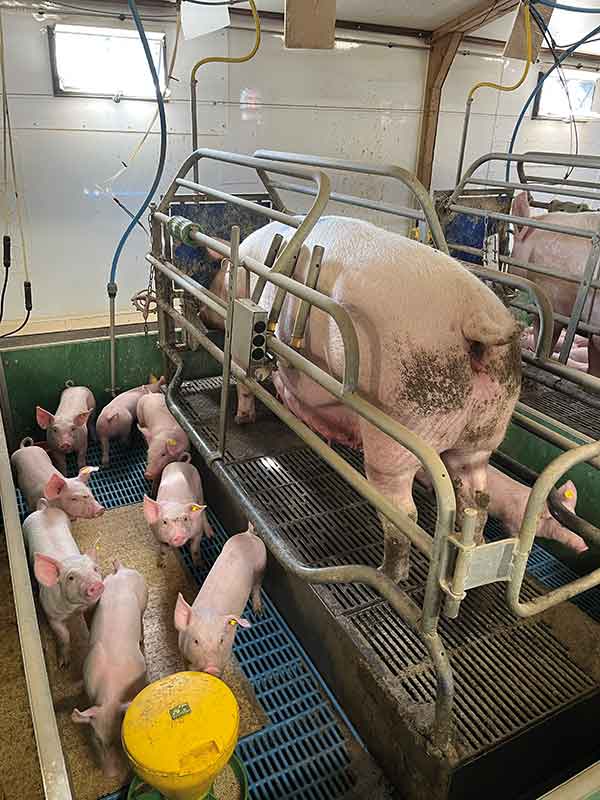 Sow and piglets with moving floor