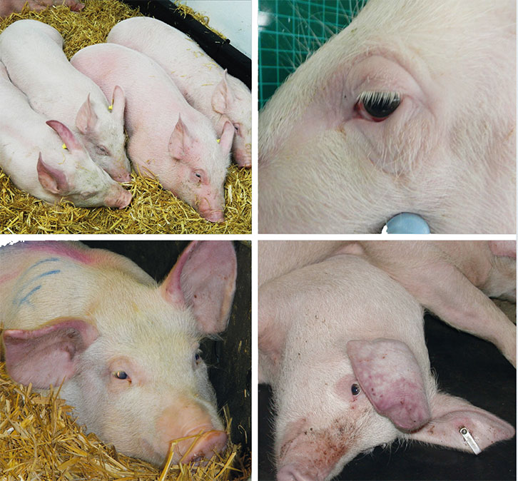 Pigs showing the clinical signs of ASF