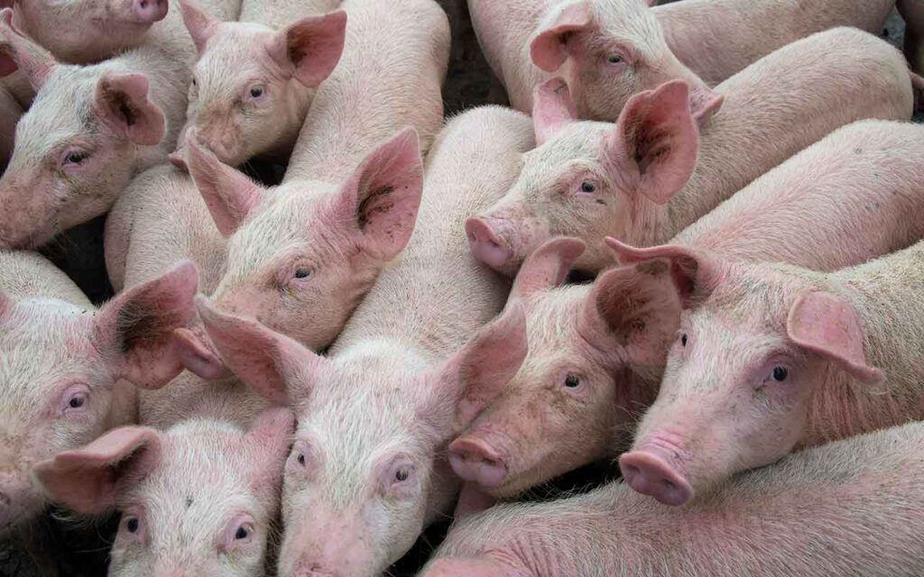 Rapid on-farm test offers breakthrough in disease fight Pigs with African swine fever