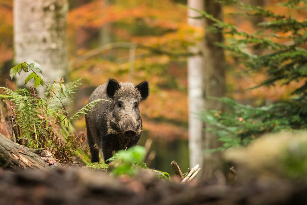 Spanish authorities consider largescale wild boar control programme in response to ASF outbreak