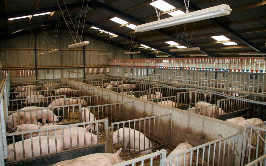 Pigs in pig shed