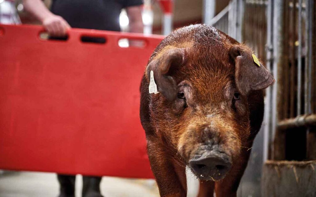 Danbred feeding boar