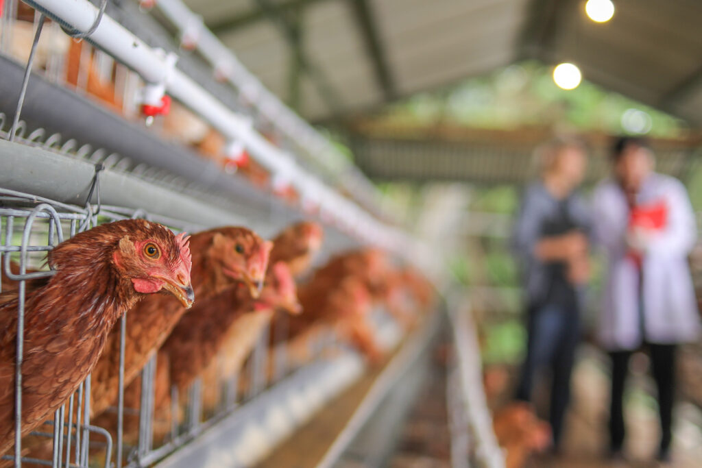 Defra outlines proposals to phase out cages in laying hens by 2032