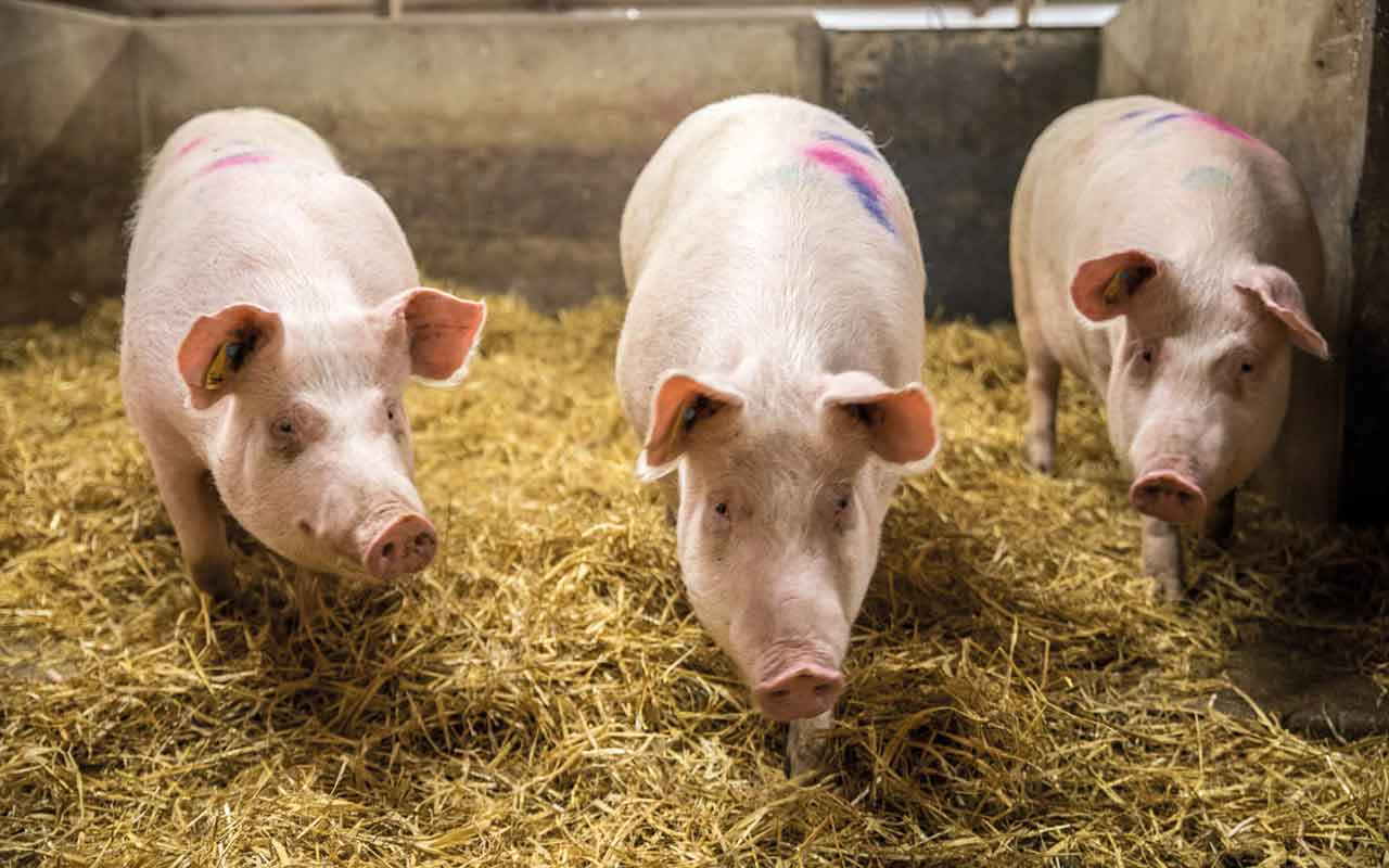 Selection of PIC gilts