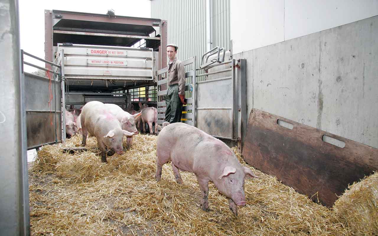 Livestock Lorry unloading pigs into an abattoir