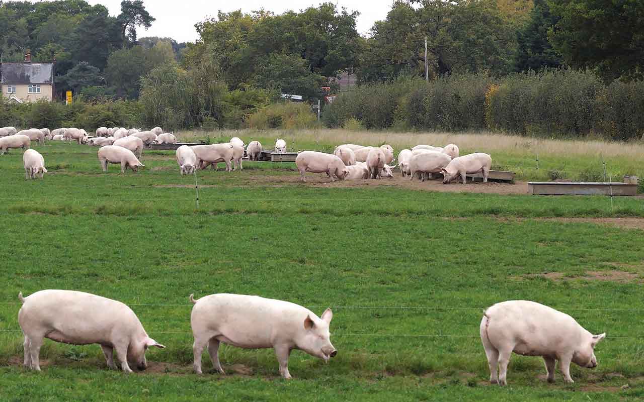 Gilts on grass leys