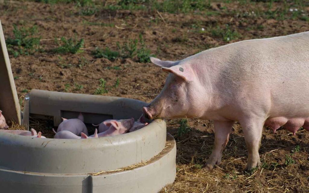 Pigs outside