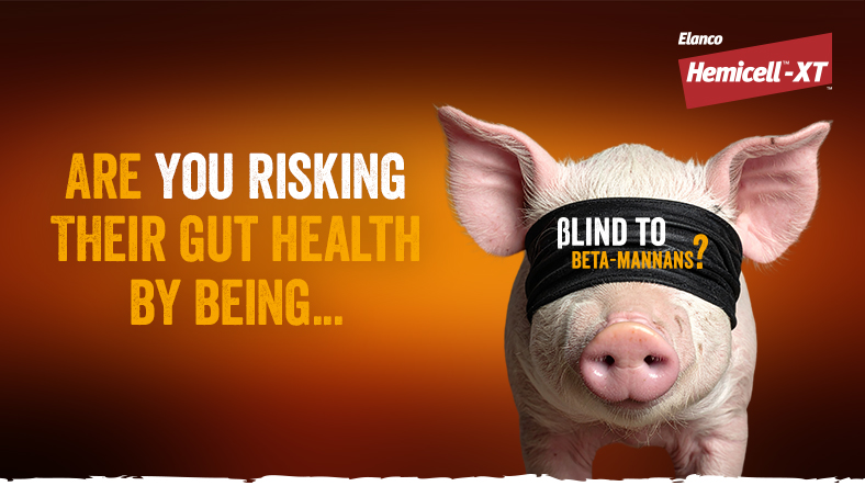 Combatting beta-mannans in pig diets Are you risking their gut health by being blind to beta-mannans?
