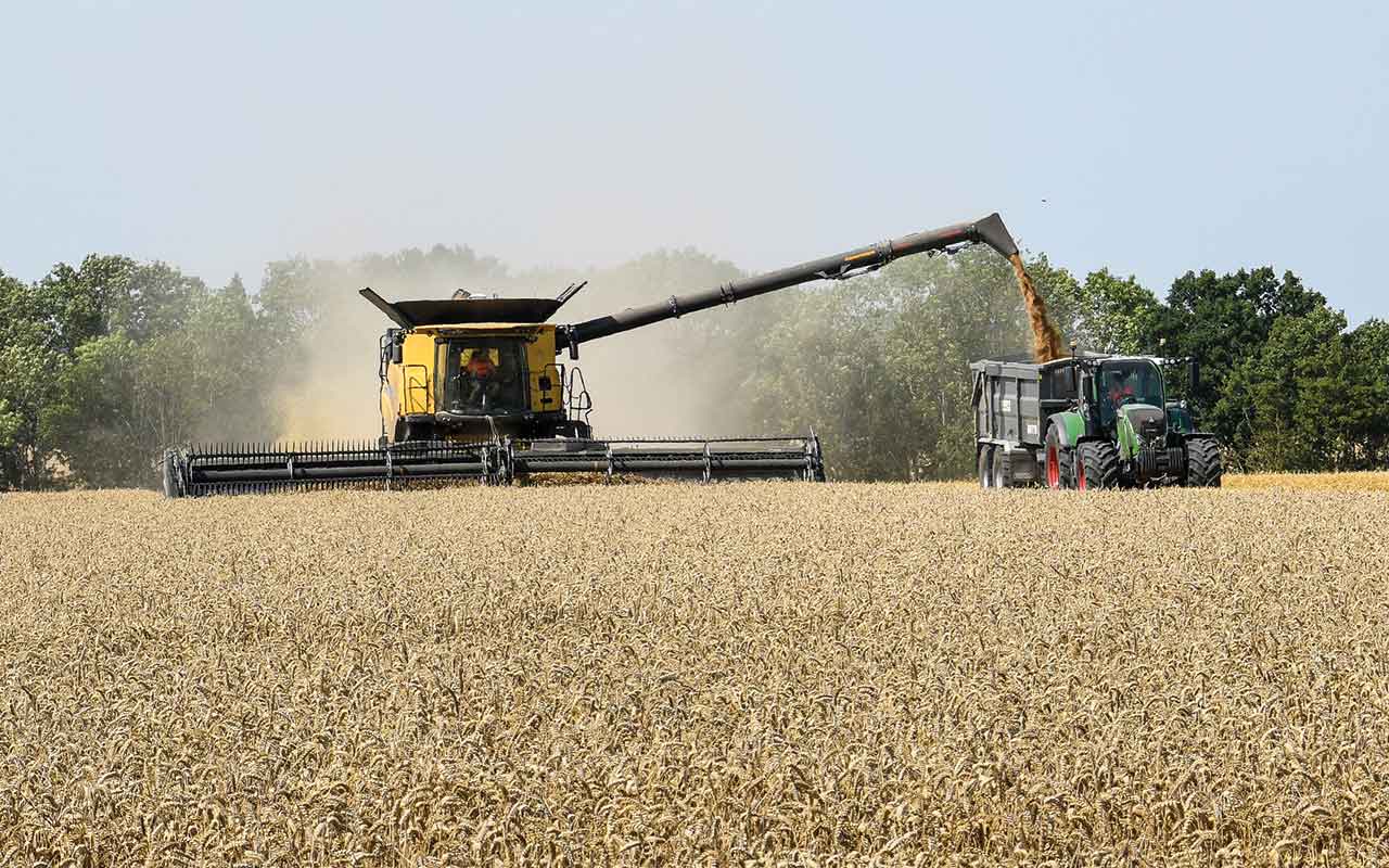 Wheat being harvested