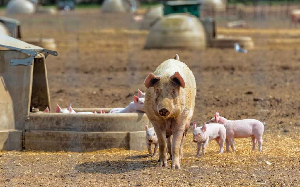 Sow and piglets