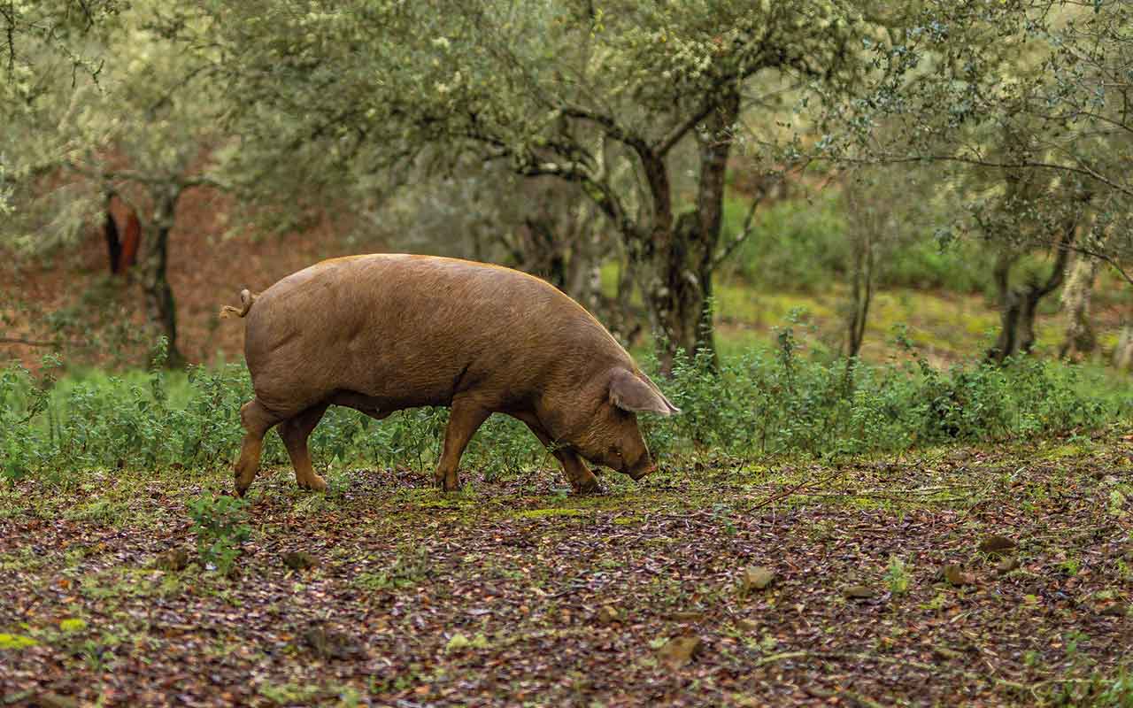 Pig in woods