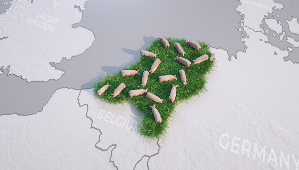 Dutch pig numbers decline to 17-year low on the back of buyout schemes